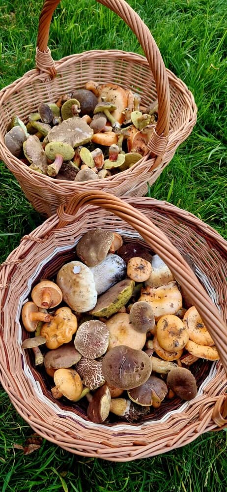 Mushroom forests